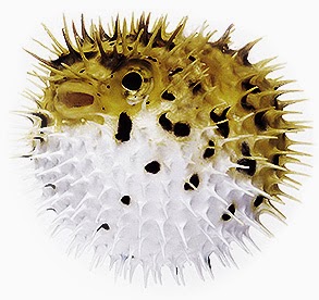 Puffer fish Tetraodontidae: η δηλητηριώδη φουσκομπαλίτσα - Φωτογραφία 2