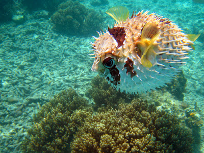 Puffer fish Tetraodontidae: η δηλητηριώδη φουσκομπαλίτσα - Φωτογραφία 3