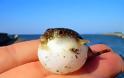 Puffer fish Tetraodontidae: η δηλητηριώδη φουσκομπαλίτσα - Φωτογραφία 1