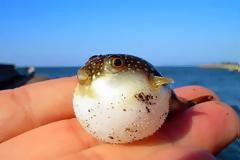 Puffer fish Tetraodontidae: η δηλητηριώδη φουσκομπαλίτσα