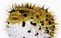 Puffer fish Tetraodontidae: η δηλητηριώδη φουσκομπαλίτσα - Φωτογραφία 2