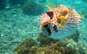 Puffer fish Tetraodontidae: η δηλητηριώδη φουσκομπαλίτσα - Φωτογραφία 3