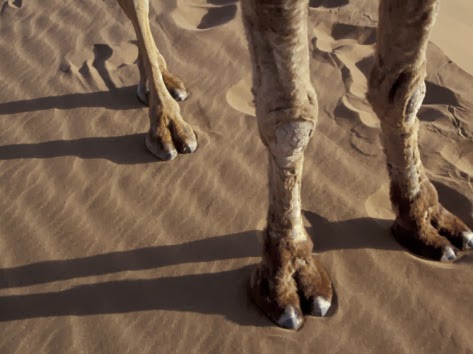 Cameltoe: η επιδημία που πλήττει μαζικά το γυναικείο πληθυσμό - Φωτογραφία 2