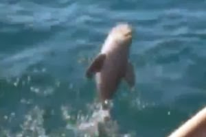 Νεογέννητο δελφίνι που σώθηκε από πλαστική σακούλα πηδά από χαρά! [video] - Φωτογραφία 1