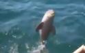 Νεογέννητο δελφίνι που σώθηκε από πλαστική σακούλα πηδά από χαρά! [video]