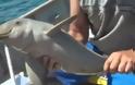 Δείτε πώς ευχαρίστησε ένα μικρό δελφίνι τους ανθρώπους που του έσωσαν τη ζωή! [Video]