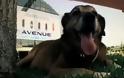 Η ελληνική κρίση μέσα από τα μάτια ενός σκύλου – Η ρεαλιστική ταινία μικρού μήκους που κέρδισε τα ξένα Μέσα [video]