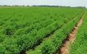 Το Βουκουρέστι απελευθερώνει την αγορά αγροτικής γης