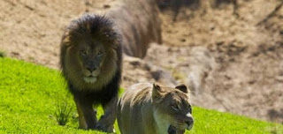Αρσενικό λιοντάρι σκότωσε τη… λιονταρίνα του! - Φωτογραφία 1
