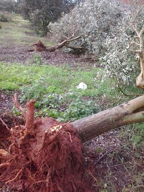 Αιτωλοακαρνανία: Δυνατός ανεμοστρόβιλος δεν άφησε τίποτα όρθιο στο πέρασμά του - Φωτογραφία 2