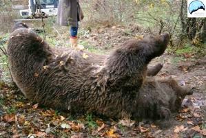 Αρκούδα νεκρή από πυροβόλο όπλο – Πιθανότατα θύμα σε κυνήγι αγριογούρουνου - Φωτογραφία 1