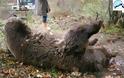 Αρκούδα νεκρή από πυροβόλο όπλο – Πιθανότατα θύμα σε κυνήγι αγριογούρουνου