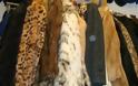 Σημαντική αύξηση των εξαγωγών γούνας στην Καστοριά
