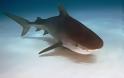 Νεκρός 35χρονος σέρφερ από επίθεση καρχαρία