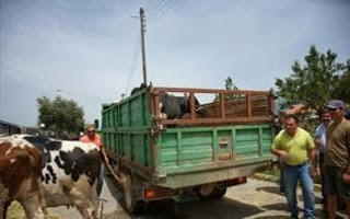 Γονατίζουν οι κτηνοτρόφοι στη Θράκη - Φωτογραφία 1