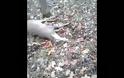 Ελάφι κάνει το πεθαμένο και την γλυτώνει από τον κυνηγό [video]
