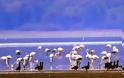 Ορνιθολογική: Παρατήρηση πουλιών σε λίμνη Κερκίνη και Αττική