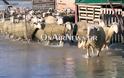 Λιμνοθάλασσα ο κάμπος - Απίστευτη χαλαζόπτωση - Κινδύνεψαν ζώα [video] - Φωτογραφία 2