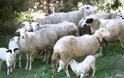 Αιτωλοακαρνανία: Βρέθηκε λύση στο πρόβλημα με τα βοσκοτόπια που θα αφάνιζε την κτηνοτροφία