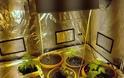 Εργαστήριο υδροπονικής καλλιέργειας κάνναβης σε σπίτι στην Ηλιούπολη