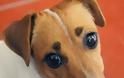 ΣΟΚ: Σκυλίτσα γέννησε… άνθρωπο - Ανατριχιαστικές φωτογραφίες