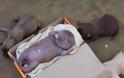 ΣΟΚ: Σκυλίτσα γέννησε… άνθρωπο - Ανατριχιαστικές φωτογραφίες - Φωτογραφία 2