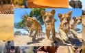 Απίστευτες εικόνες λιονταριών με τηλεκατευθυνόμενη κάμερα [video]