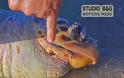 Νεκρή θαλάσσια χελώνα στην Καραθώνα