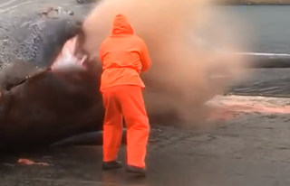 Τρομερό βίντεο κάνει το γύρο του διαδικτύου με την κοιλιά μιας νεκρής φάλαινας να εκρήγνυται - Φωτογραφία 1