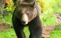 Αρκούδα κατέστρεψε πάρτι 12χρονου! [video]