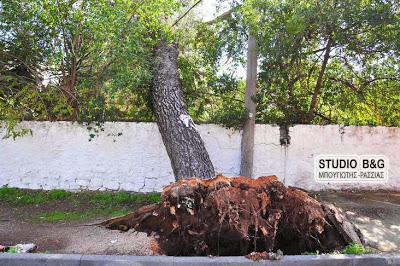 Πτώση μεγάλου δέντρου στο Ναύπλιο - Φωτογραφία 2