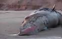 Φρικιαστικό βίντεο: Τρομακτική έκρηξη στο στομάχι φάλαινας