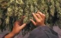 Οι αλβανικές αρχές κατέσχεσαν 700 κιλά μαριχουάνα