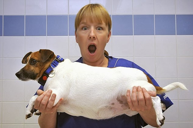 Τα κατάφερε η Ρούμπι! – Ο παχύσαρκος σκύλος… αδυνάτισε! - Φωτογραφία 2