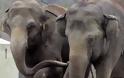 Συγκλονιστικό video:Καρέ-καρέ η γέννηση ενός ελέφαντα