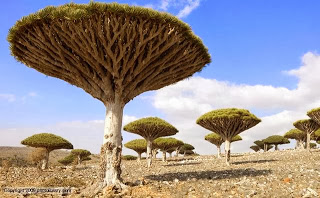 The Dracaena cinnabari tree:Το δέντρο που ματώνει όταν το κόψεις - Φωτογραφία 2