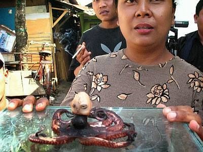 Σάλος στη Μαλαισία - Έπιασαν χταπόδι με κεφάλι ανθρώπου - Φωτογραφία 2