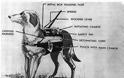 Σκύλοι-καμικάζι στην υπηρεσία του Στρατού -Η εκπαίδευση και ο ρόλος τους στις μάχες του Β' Παγκόσμιου Πολέμου - Φωτογραφία 2