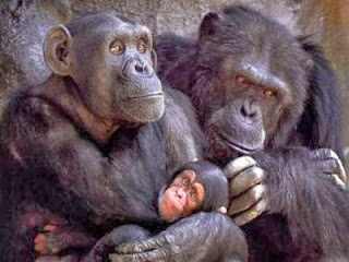 Ζητούν κατοχύρωση των δικαιωμάτων των χιμπατζήδων! - Φωτογραφία 1