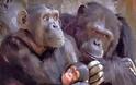 Ζητούν κατοχύρωση των δικαιωμάτων των χιμπατζήδων!