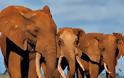 Αφρική: Η λαθροθηρία απειλεί τους ελέφαντες