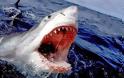 Μάουι: Θανατηφόρα επίθεση καρχαρία