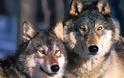 Σέρρες: Αγέλη λύκων ρήμαξε στάνη