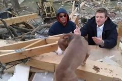 Απίστευτο: Pitbull επέζησε κάτω από συντρίμμια σπιτιού για 9 μέρες!