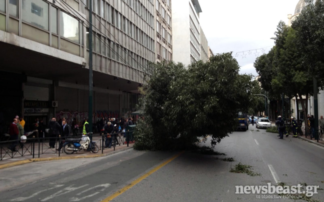 Έπεσε δέντρο στη Σταδίου - Δείτε φωτογραφίες - Φωτογραφία 2