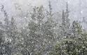 Προβλήματα λόγω χιονόπτωσης στην Αχαΐα – Καταγραφή ζημιών στο Άργος