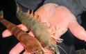Αμφιλοχία: Γέμισε με γαρίδες ο Αμβρακικός λόγω της κακοκαιρίας! - Φωτογραφία 2