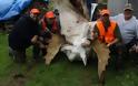Κυνηγοί σκότωσαν σπάνια λευκή άλκη απλά και μόνο ως τρόπαιο - Φωτογραφία 4