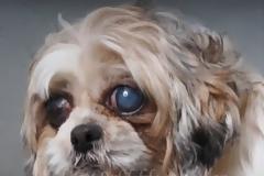 Το ταξίδι της Haylie, μιας επιζήσασας των puppy mills [video]