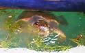 Θαλάσσια χελώνα καρέτα-καρέτα: στην Ελλάδα το 60% των φωλιών της Μεσογείου